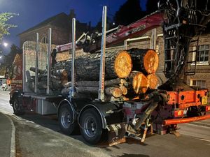 Supporting image for story: Fury as Shropshire Council sends wood from iconic tree earmarked for carving to the chipper
