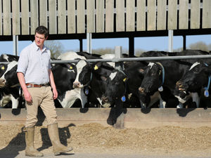 Supporting image for story: Don't overlook dry period and you'll get the best from your herd