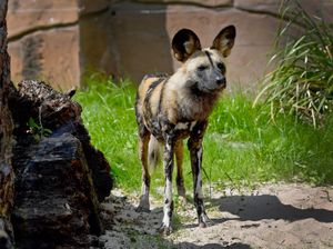 The painted dogs are Dudley Zoo's latest attraction