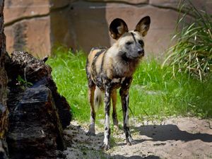 Supporting image for story: It's a dog's life - meet Dudley Zoo's latest attractions