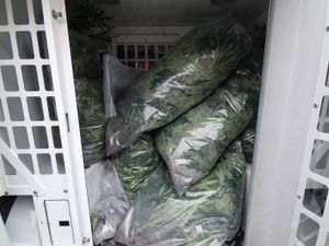 Supporting image for story: £150,000 worth of cannabis seized in Black Country raid