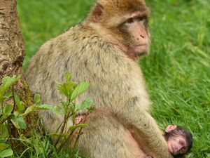 Supporting image for story: Trentham Monkey Forest in Staffordshire welcomes its first babies of the year