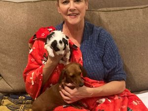 Supporting image for story: Shrewsbury foster carer gives six newborn Collie pups the best Christmas gift