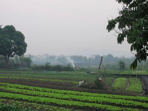 Supporting image for story: American and teenage son die after being stung by wasps in Laos