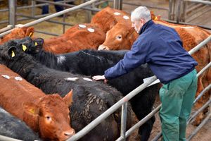 Burwarton Show vice chairman Martin Clack