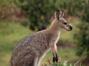 Supporting image for story: Holly the Wallaby evades keepers to stay one hop ahead 