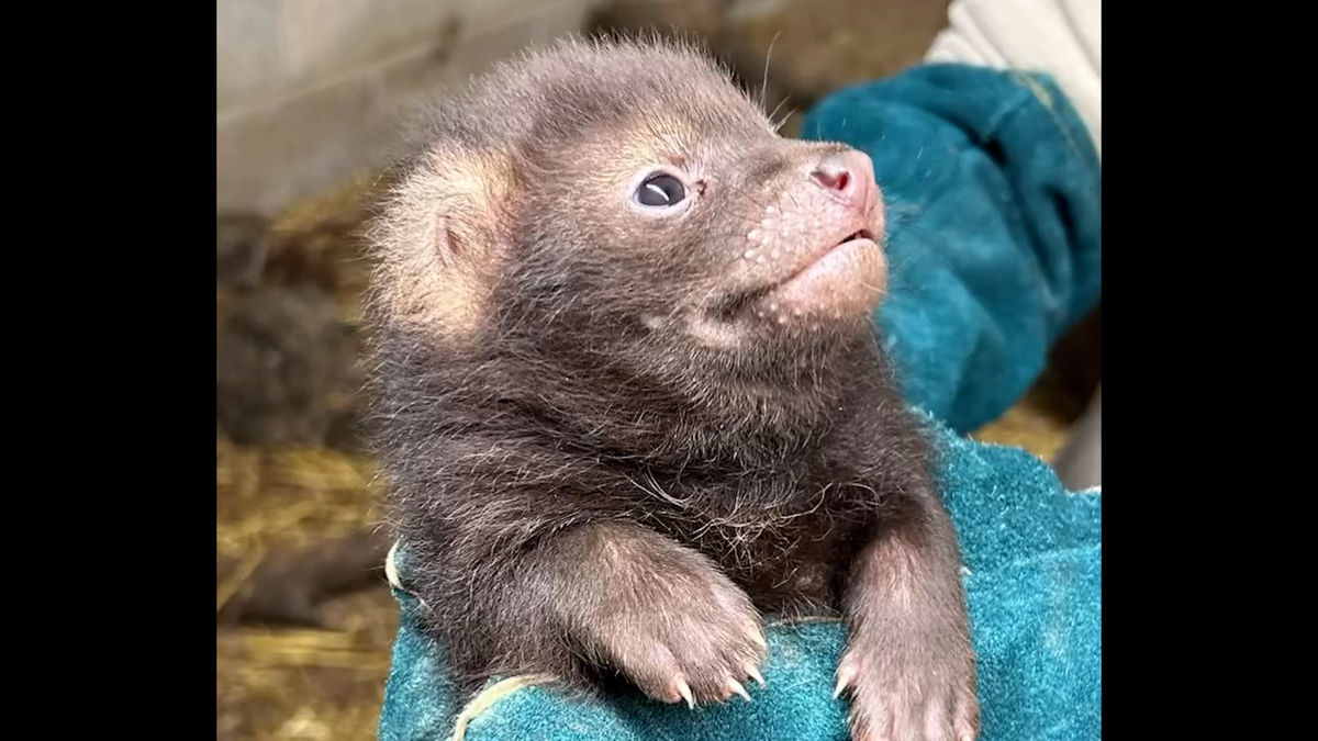Meet the tiny rare bush dog pups born at Peak Wildlife Park