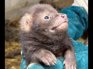 Supporting image for story: Meet the tiny rare bush dog pups born at Peak Wildlife Park