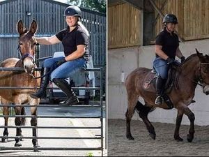 Supporting image for story: Peter Rhodes on England's enviable success, a great day for Wallace the mule and getting disembowelled for asking a question