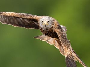 Supporting image for story: Police investigate after red kite found fatally poisoned in Co Down