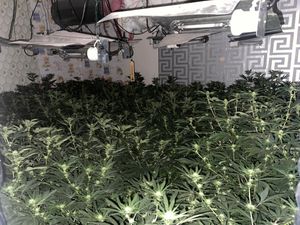 The cannabis plants discovered by police