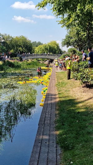 The Ducks at the Annual Duck Race