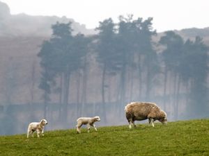 A sheep with some lambs in a field