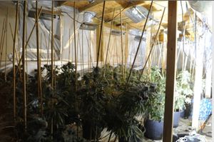Officers found more than 380 cannabis plants, worth a total of £216,000.