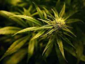 Supporting image for story: Grieving youth in cannabis racket spared detention