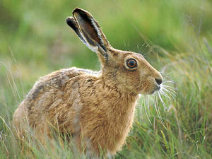 Supporting image for story: Shropshire wildlife at risk of disappearing