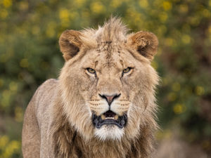 Supporting image for story: Lion Lodges set to be next ‘mane’ attraction at West Midland Safari Park