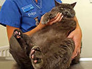 Supporting image for story: Fat cat Smoky hopes to be feline lighter