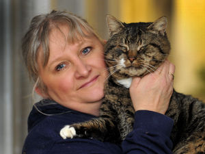 Supporting image for story: Cat rescue launches appeal to help pay for £700 surgery for poorly puss