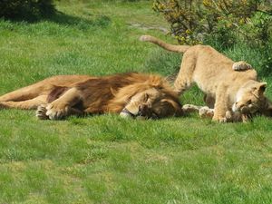 Supporting image for story: New managing director appointed at West Midland Safari Park