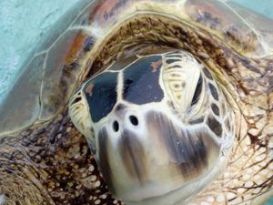 Supporting image for story: Rising temperatures in the Great Barrier Reef turning green sea turtles female, study warns