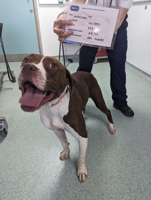 There were two dogs heard barking loudly when the property was first checked. Photo: RSPCA