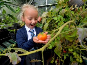 Supporting image for story: Primary pupils delight in harvesting school's summer crops in first week back