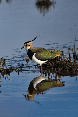 Lapwing stood in water 