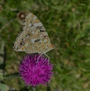 Elizabeth Toon – Painted Lady on Thistle