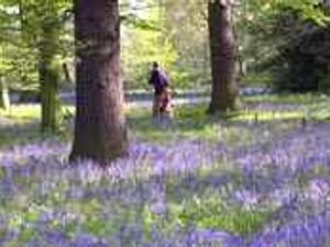 Supporting image for story: A trip to the royal gardens