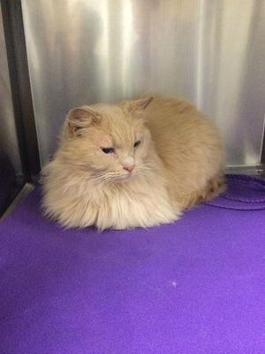 Ed the cat is being looked after by staff at Bridgnorth Veterinary Centre