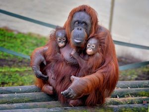 Supporting image for story: Dudley Zoo to let dads go free for Father's Day after success of Mother's Day offer