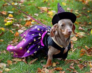Dachshund, Darcy, casting a spell of cuteness at Shrewsbury’s Halloween Sausage Social
