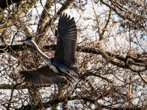 Supporting image for story: Birds eye view of one of nature's spectacles begins for the breeding season