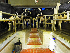 Supporting image for story: Dairy giant holding milk prices for farmers