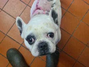 Supporting image for story: 'Physical and mental scars!' Warning of 'summer of suffering' as dog cruelty figures rise