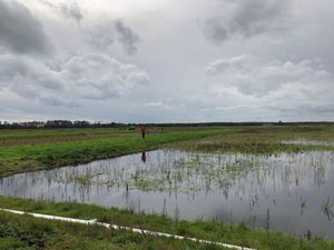 Peatlands