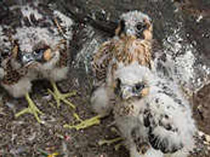 Supporting image for story: Rescued chicks fly into the wild