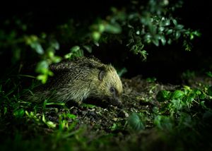 A native hedgehog.