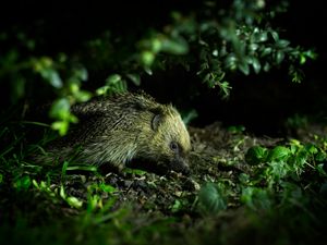 Supporting image for story: ‘Go WILD for Hedgehogs’: New campaign urges gardeners to create wild patches for hedgehogs