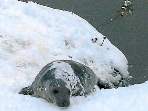 Supporting image for story: Campaign is on to save River Severn seal Keith
