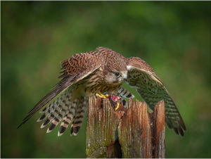  Ian Rowley  with Female Kestrel Mantling Her Prey