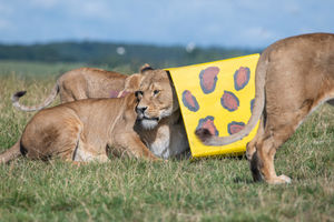 The lion cubs at West Midland Safari Park celebrated their first birthday with gift boxes and the park's adult lions