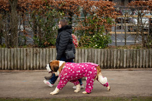 A woman and a Saint Bernard arrive at the Birmingham National Exhibition Centre (NEC) for the third day of the Crufts Dog Show. PA Photo. Issue date: Saturday March 7, 2020. See PA story ANIMALS Crufts. Photo credit should read: Jacob King/PA Wire.