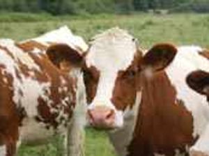 Supporting image for story: Farmers fear new outbreak