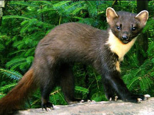 Supporting image for story: Peter Rhodes: To vote or not to vote?