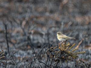 Supporting image for story: Wildlife hit hard by drought, fires and heat as extremes become ‘new normal’