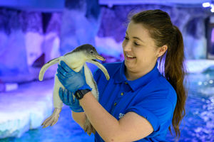 Flash the penguin chick a few days old at the National Sea Life Centre