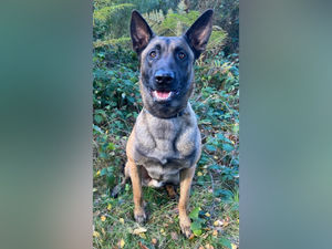Supporting image for story: Police dog Scout praised after arrest made following reports of a stabbing in Birmingham