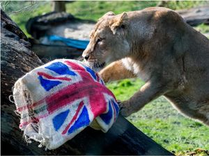 Supporting image for story: Jubilee brings Dudley Zoo best visitor numbers since 2019